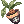 Muda de Mandrágora.png